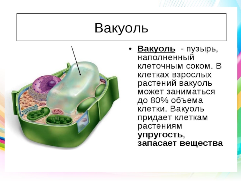 Презентация на тему строение клетки 10 класс биология