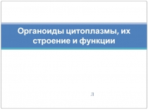 Презентация Органоиды цитоплазмы, их строение и функции