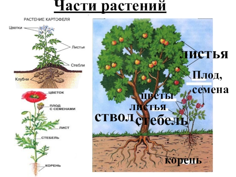 Окружающий мир 1 класс что общего у разных растений презентация