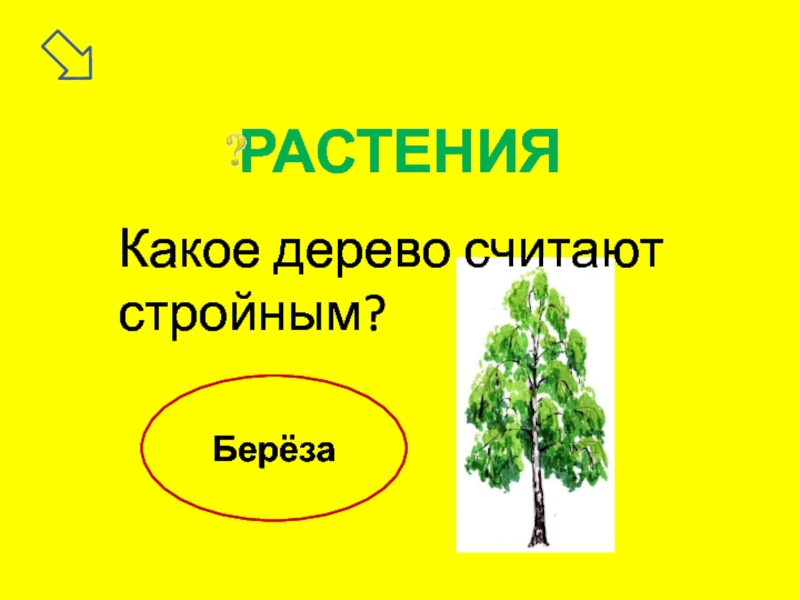 Считаем деревья. Какое дерево считают стройным. Береза растение Пионер. Презентация викторина деревья для детей. Береза это растение Пионер потому что.