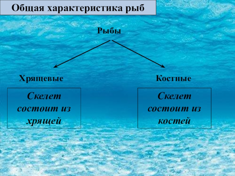 Чем отличаются классы рыб