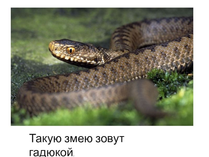 Такую змею зовут гадюкой.