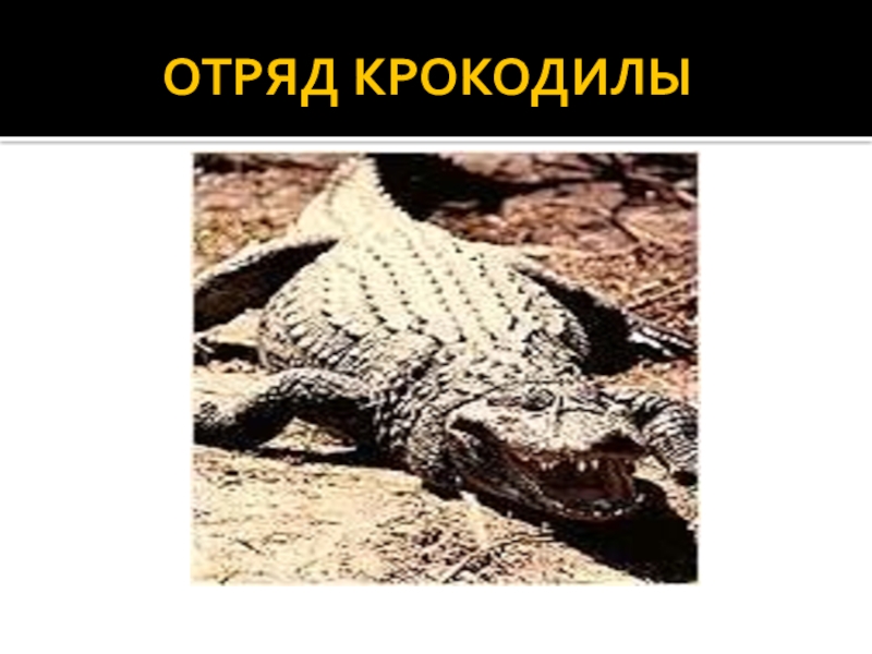 Змеи относятся к отряду черепахи чешуйчатые крокодилы. Пресмыкающиеся отряд крокодилы. Биология отряд пресмыкающихся черепахи крокодилы. Внешнее строение крокодила. Отряд рептилий крокодил.