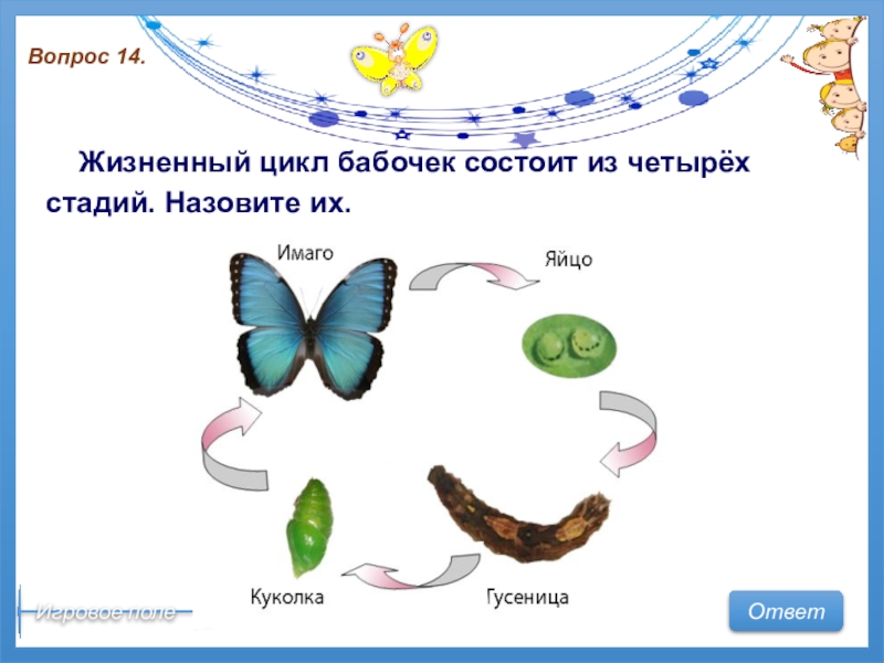 Жизненный цикл бабочки презентация