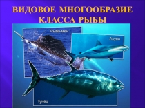 Презентация Видовое многообразие класса рыбы
