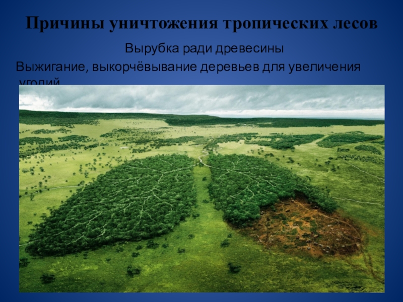 Причины вырубки лесов. Пути решения проблемы обезлесения. Способы решения проблемы вырубки лесов. Уничтожение тропических лесов последствия.