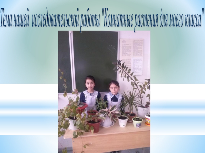Презентация Презентация к проекту Комнатные растения