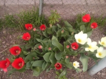 Презентация по математике на тему Десятичные дроби (5 класс)