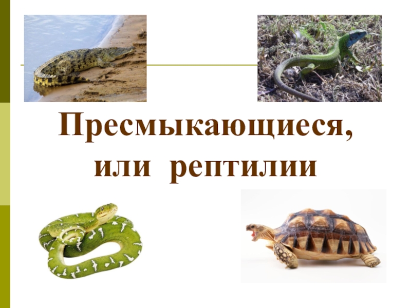 Пресмыкающие 3 класс