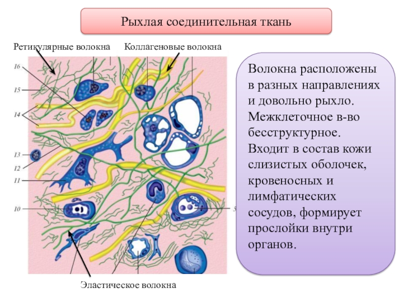 Межклеточная ткань. Рыхлая волокнистая ткань соединительная ткань. Строение рыхлой волокнистой соединительной. Строение рыхлой волокнистой соединительной ткани. Рыхлая волокнистая соединительная ткань схема.