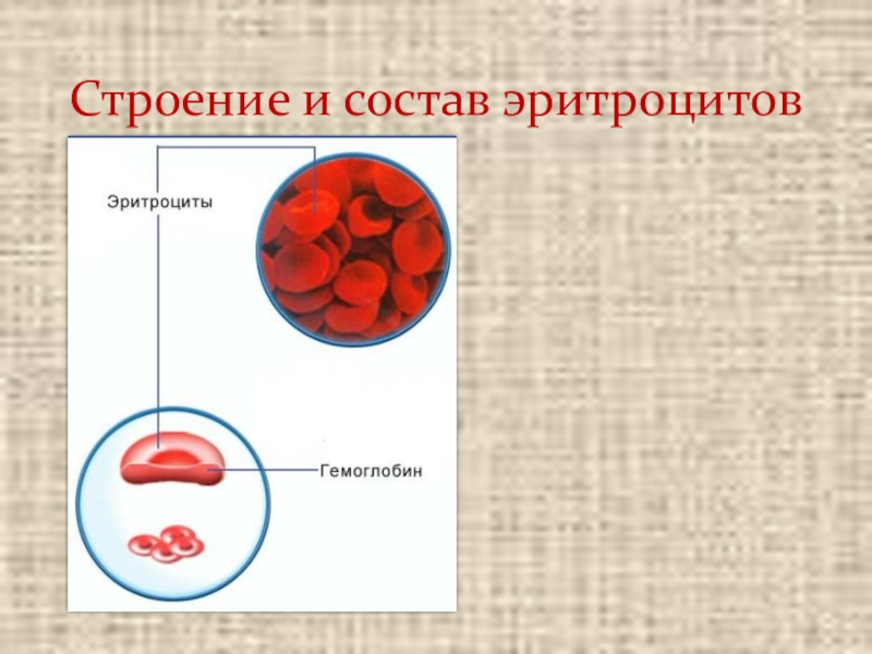 Строение эритроцитов. Эритроцит схема строения. Строение эритроцита человека схема. Строение эритроцитов в крови. Структура эритроцита человека.