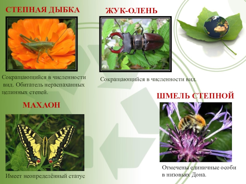 Презентация на тему красная книга ростовской области