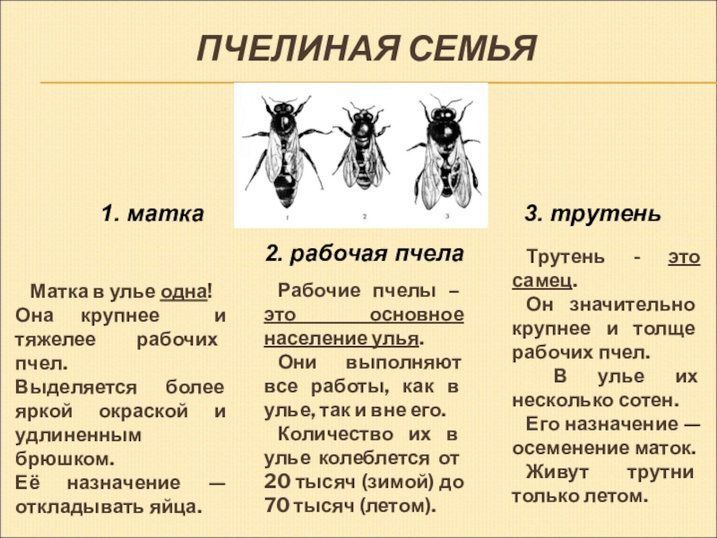 Презентация проектной работы Неустроева Апсения, 2 "В" кл МОУ СОШ № 26 г. Вологд