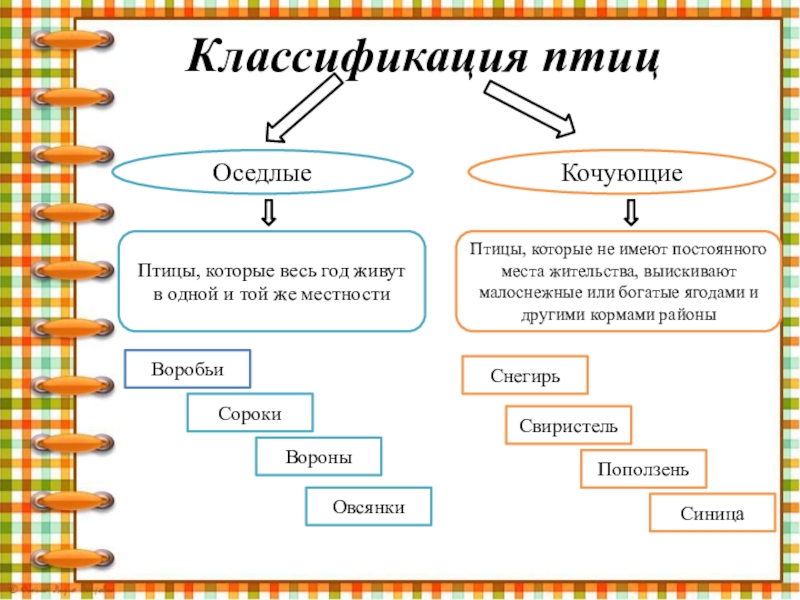 Схема классификации птиц