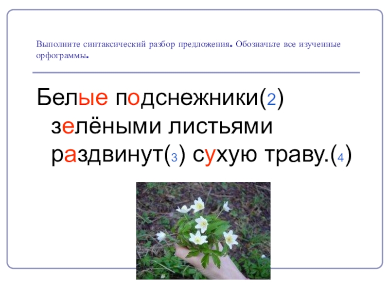 Трава предложение. Подснежник орфограмма. Орфограмма в слове Подснежник. Синтаксический разбор предложения листья. Подснежники синтаксический разбор.