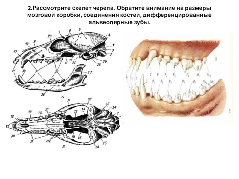 Какие зубы у млекопитающих дифференцированы. Череп млекопитающих. Строение черепа млекопитающих. Скелет черепа млекопитающих. Строение зубов млекопитающих.