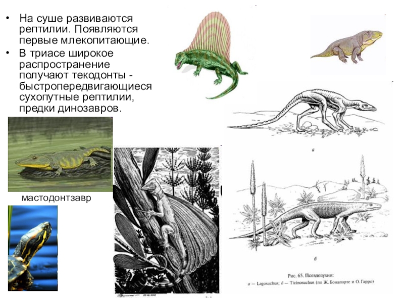 Распространение рептилий