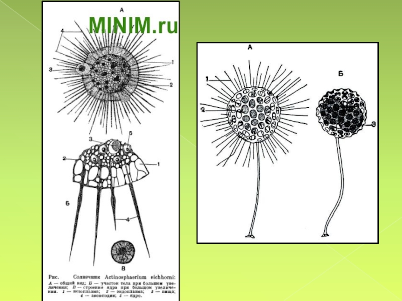 Солнечники представители биология. Радиолярии строение и солнечник. Солнечники строение. Солнечники строение. Лучевики и солнечники.