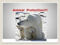 Animal Protection