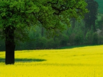 Презентация по биологии 6 класс Органы цветковых растений