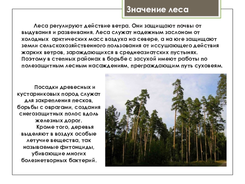 Что значит лес. Значение лесов. Значение леса для почвы. Значение лесов для человечества. Сообщение о важности леса.