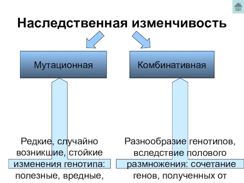 Комбинативная изменчивость. Мутационная комбинативная. Комбинативная наследственная изменчивость. Наследственная изменчивость комбинативная причины. Типы наследственной изменчивости: комбинативная.