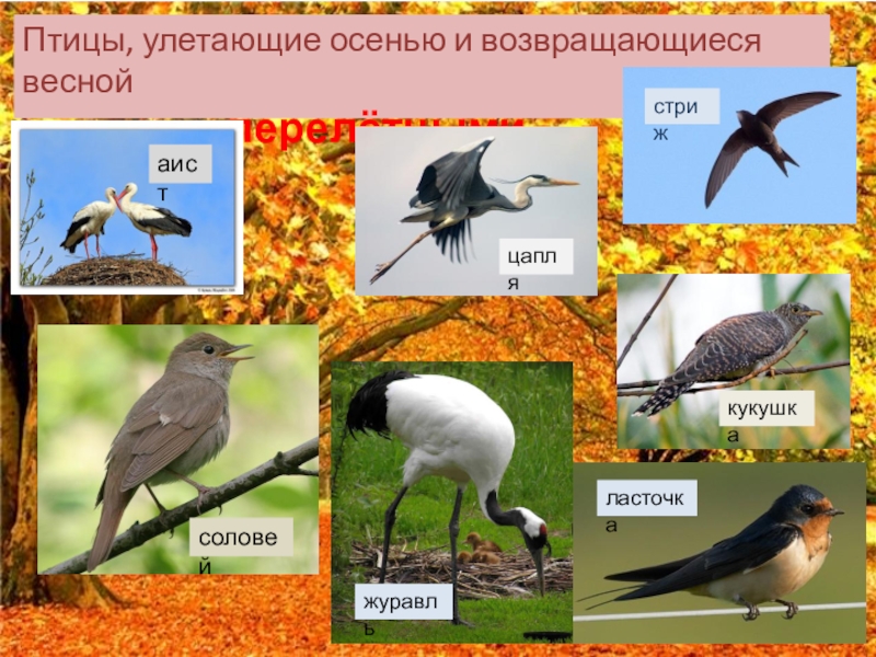 Птицы башкортостана фото с названиями перелетные