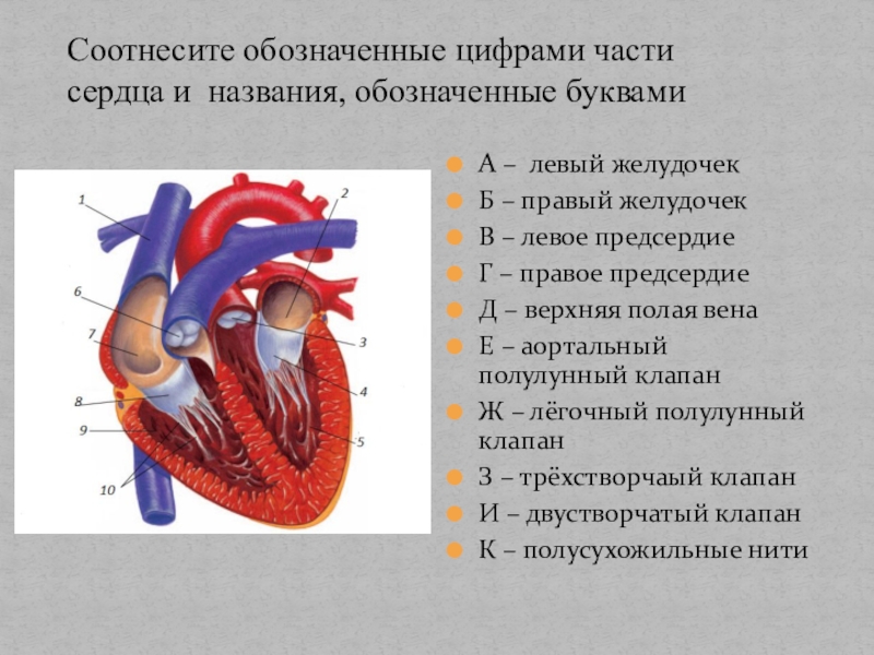 Левое предсердие и левый желудочек клапан. Части сердца. Название частей сердца. Строение сердца с цифрами. Обозначить части сердца.