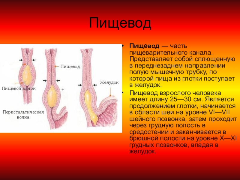 Презентация по пищеводу - 85 фото