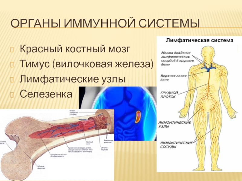 Иммунитет 8 класс биология презентация