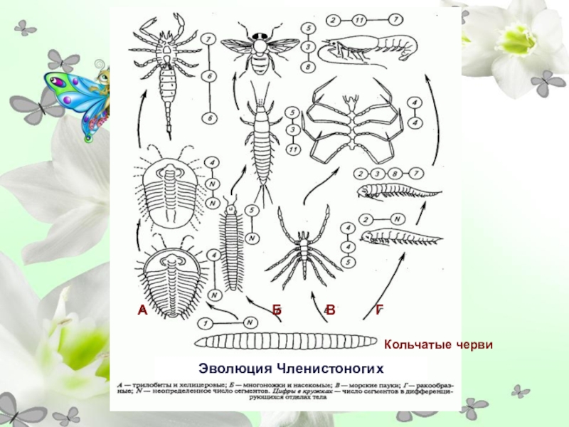 Кольчатые червиАБВГЭволюция Членистоногих