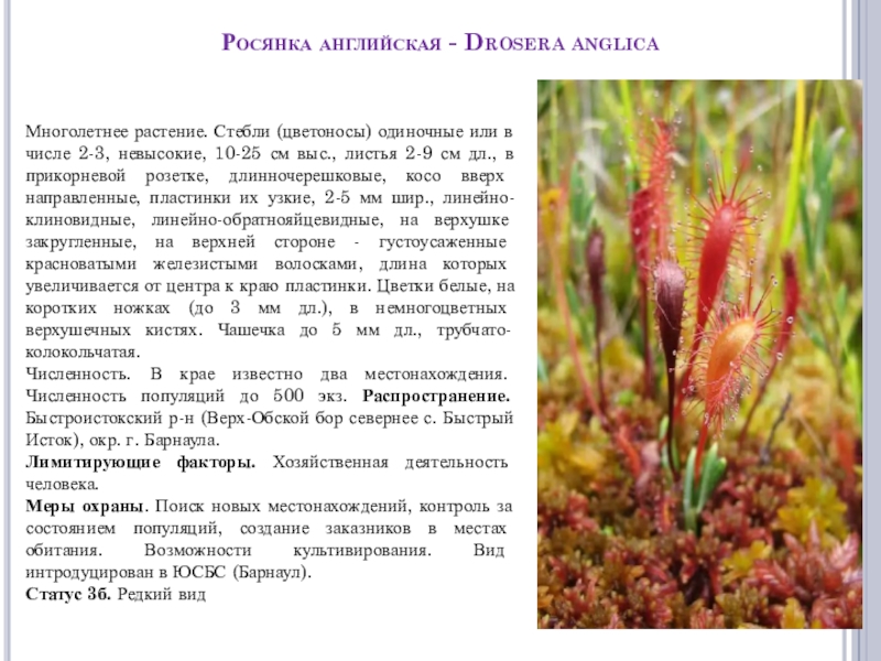 Росянка английская - Drosera anglicaМноголетнее растение. Стебли (цветоносы) одиночные или в числе 2-3, невысокие, 10-25 см выс.,