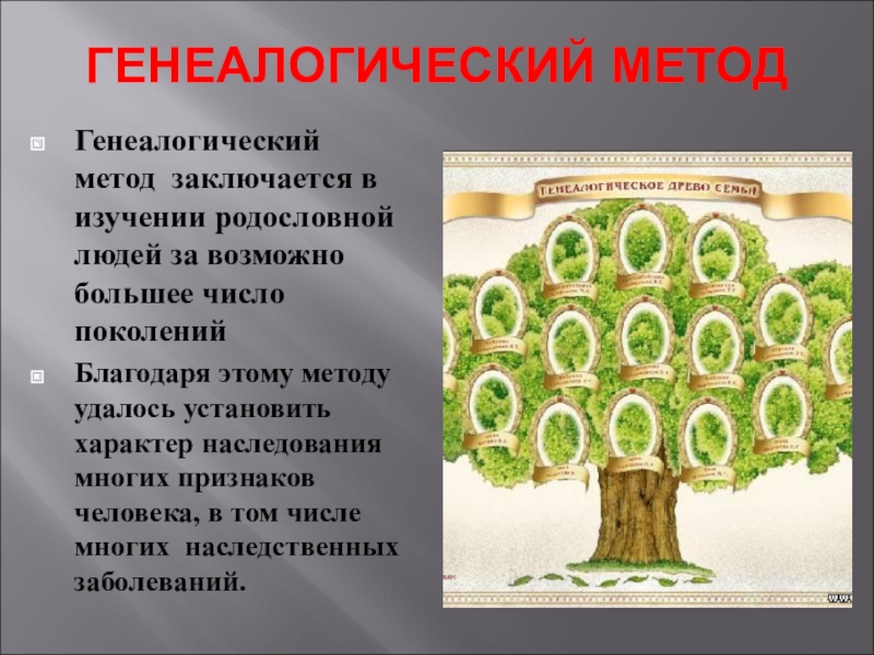 Презентация генеалогический метод исследования