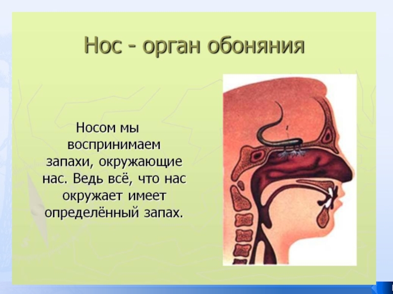 Обоняние класс. Нос орган обоняния 3 класс окружающий мир. Проект нос орган обоняния 3 класс. Нос орган обоняния 4 класс. Доклад нос орган обоняния.