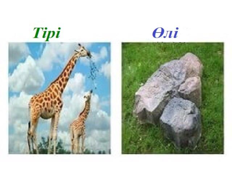 өлі табиғат дегеніміз не. табигат оли тири. табиғат фото мультяшный. табигат оли тири. үгілу.