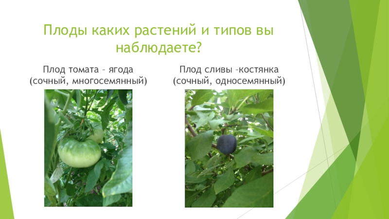 Плод ягода имеет растение. Томат Тип плода. Какой Тип плода у помидора. Томат какие растения имеют такой плод. Типы плодов \ томат.