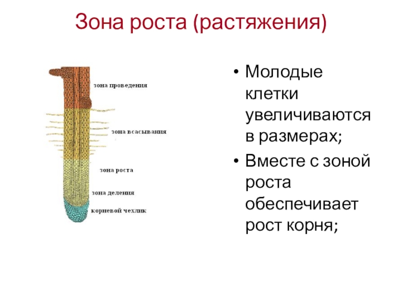 Зона роста (растяжения)Молодые клетки увеличиваются в размерах;Вместе с зоной роста обеспечивает рост корня;