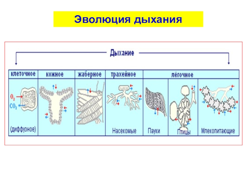 Эволюция дыхательной системы презентация