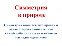 Презентация к уроку Симметрия в природе