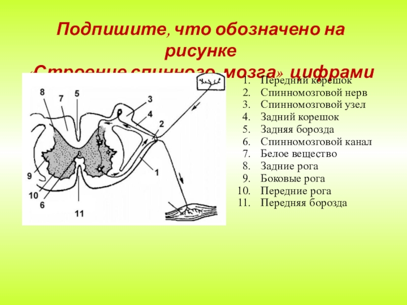 На рисунке под цифрой 6 обозначено. Обозначьте структуры спинного мозга. Спинной мозг с обозначениями. Спинномозговой канал обозначенный на рисунке. Строение спинного мозга с обозначением.