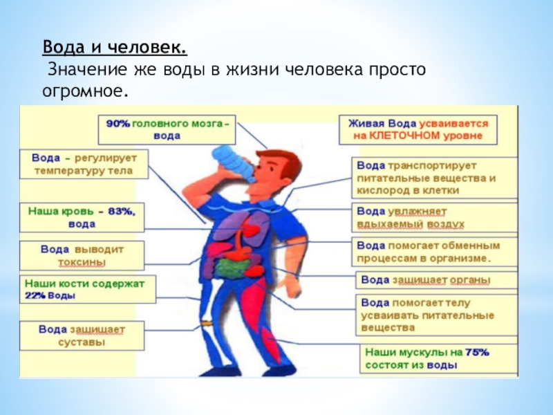 Как усваивается вода в организме человека схема