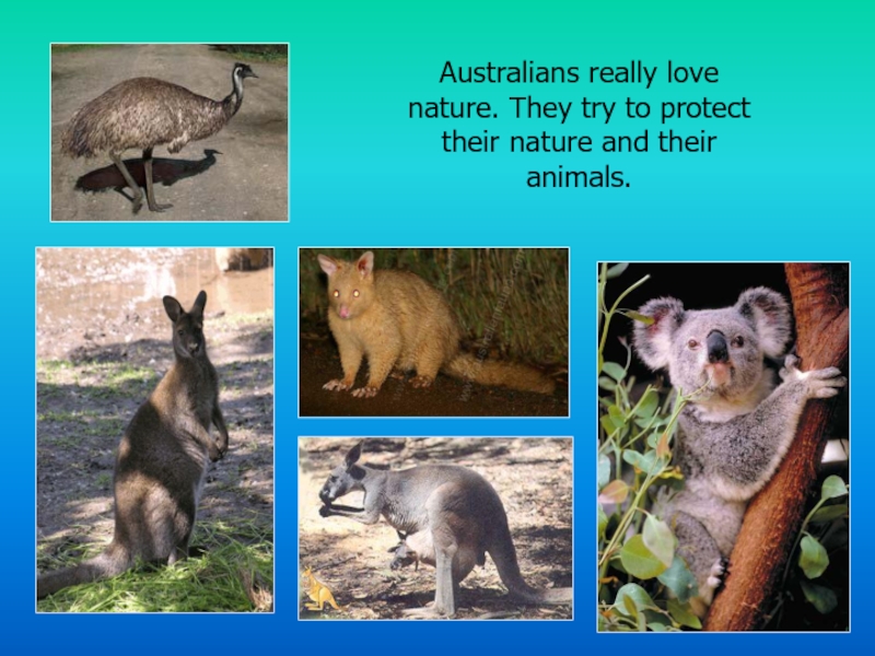 Australians really love nature. They try to protect their nature and their animals.