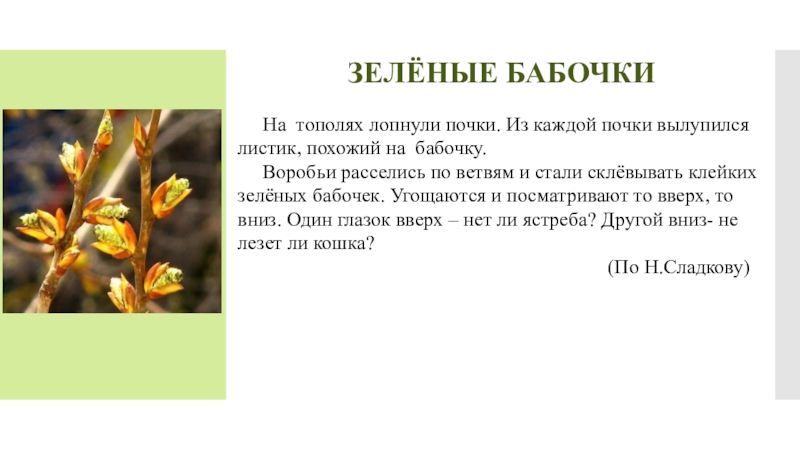Почки на деревьях весной. Почки на деревьях. На обеих деревьях лопнули почки. Весной в лесу на деревьях лопнули душистые почки. На обеих деревьях лопнули почки.