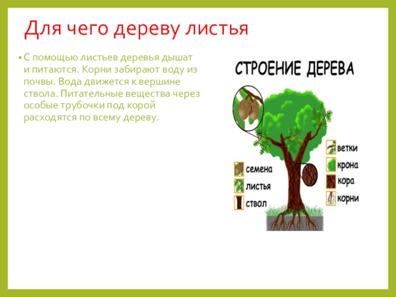 Сколько листов в дереве. Для чего деревья. Чем дышат деревья. Для чего нужны листья дереву. Деревья забирающие воду из почвы.