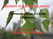 Проект на тему Путешествие в слово Береза