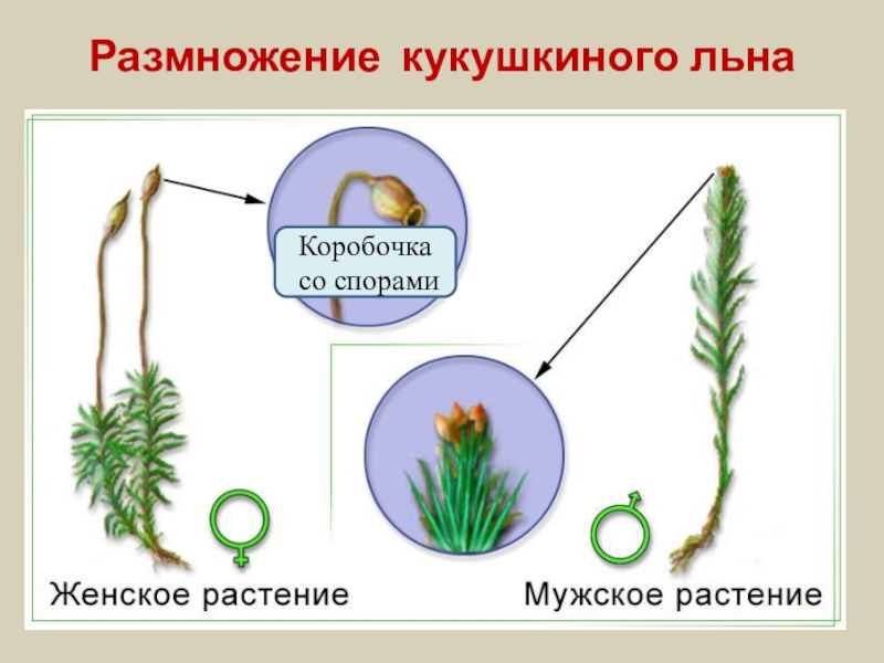 Кукушкин лен схема растения