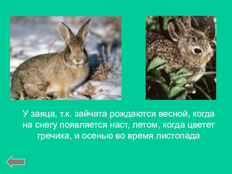 Зайчонок родившийся весной. Сообщения о всех зайцах. Заяц Листопадничек. Когда появляются Зайчата. Интересные факты о зайчиках листопадничках.