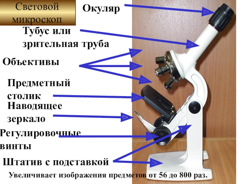 Увеличение изображения обеспечиваемое световым микроскопом соответствует увеличение