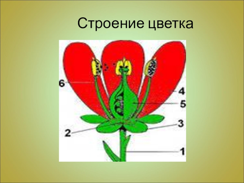 Строение 6. Модель строения цветка. Строение цветка без подписей. Макет строения цветка. Модель цветка по биологии.