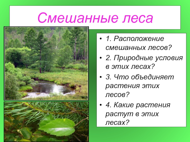 Природные условия растений. Природные условия леса. Природные условия в лесах. Смешанные леса природные условия. Природные условия смешанных лесов в России.